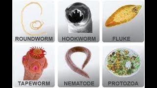 Microbiology of Parasites [upl. by Reagan]