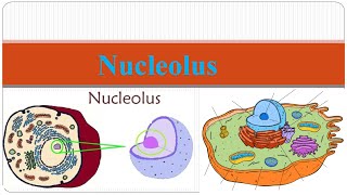 Nucleolus  structure of Nucleolus  functions of Nucleolus [upl. by Isied]