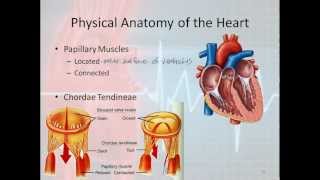 Basic Electrophysiology part 1  Mechanical Anatomy of the Heart part 1 [upl. by Asyl]