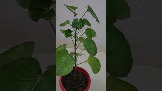 Polyscias Scutellaria  Plum Aralia growing tips [upl. by Robaina38]