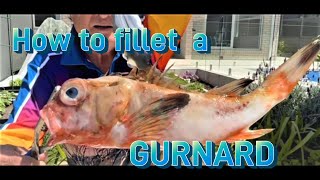 HOW TO FILLET A GURNARD EASILY [upl. by Damali]