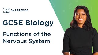 Functions of The Nervous System  91 GCSE Science Biology  OCR AQA Edexcel [upl. by Yoho]