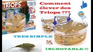 TUTO  Comment élever des Triops dans un aquarium  Les animaux préhistoriques à la maison [upl. by Ariec948]