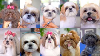 10 best grooming for shih tzu✂️❤️🐶 [upl. by Gnort647]