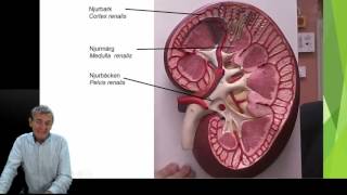 Urinorganen del 1 5 [upl. by Atival]