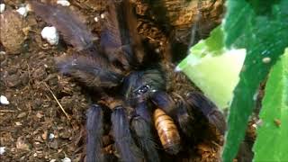 Tarantula Feeding Video 139  Part 2  More Variety [upl. by Pinebrook221]