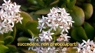 9 Cose da sapere per far FIORIRE lAlbero di Giada i consigli indispensabili [upl. by Gisella]