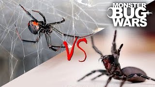 Spider vs Spider Showdowns 15  MONSTER BUG WARS [upl. by Bennink]