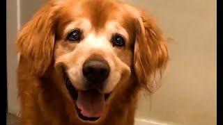 The Worlds Happiest Dog 😍  FUNNIEST Pets Of The Month [upl. by Sasnak823]