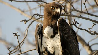 Martial Eagle call  sound [upl. by Kat938]