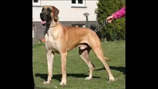 Great Dane Dion von Nonius Deutsche Dogge Dion von Nonius [upl. by Aramad642]