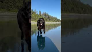 Funny Schipperke Dog Runs Into Camera [upl. by Lativa681]