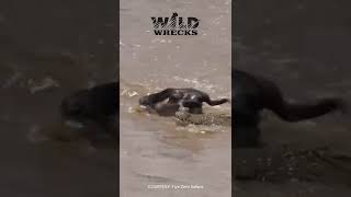 Crocodile crushes Wildebeest Head [upl. by Suciram]