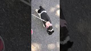 Walkies before and after jackrussell jackrussellterrier dogmom doglover dog [upl. by Innaig]