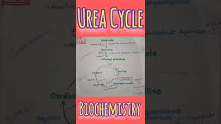 Urea Cycle biochemistry bpharmacy shorts ytshorts ureacycle [upl. by Viddah]