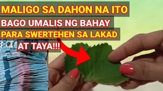 3 DAHON ng OREGANO IPahid Bago Tumaya Para Swertehen inday8buhayprobinsya [upl. by Raybin]