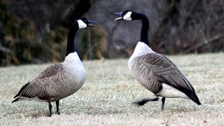 Goose honk  call sounds [upl. by Niltyak809]