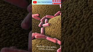 Villi cells digestive system Telugu viralreels facts healthyliving [upl. by Sluiter882]