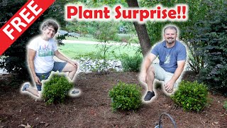 Free Plants  Surprising a Neighbor  Reblooming Azaleas [upl. by Atnahsal]