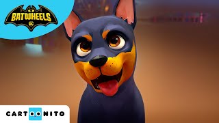 Meet Batmans Puppy  Batwheels  cartoonito  Kids Videos  Cartoons for Kids [upl. by Jamil]