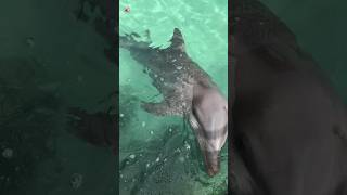 Amazing Dolphin Sounds [upl. by Antonetta805]