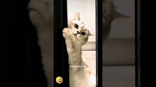 olha isso gente catcomedy catvideos gatinhosengracados funny [upl. by Misti]