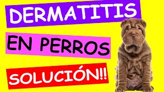 Enfermedades MÁS COMUNES en la PIEL de los PERROS  DERMATITIS [upl. by Nageem]