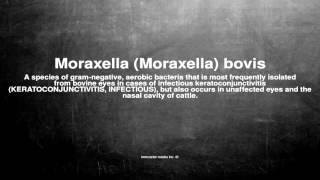 Medical vocabulary What does Moraxella Moraxella bovis mean [upl. by Briggs]