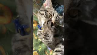 Guess how many toes I have🙈 kittycat funnycatvideos [upl. by Clorinde]