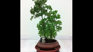 Singapore LimSans Polyscias Bonsai  quotThe Couplequot  Polyscias Bonsai  quotLe Couplequot [upl. by Rhu]