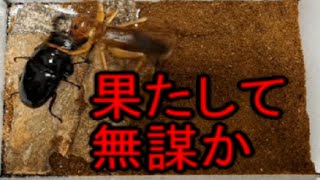 【インドネシアの悪霊】リオック雌＆タランドゥスオオツヤクワガタ Sia feroxMesotopus tarandusstag beetle [upl. by Kcirdot393]