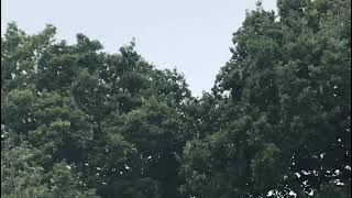 Wild parakeet colony spotted in Halesowen [upl. by Ayifas601]