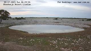 Okaukuejo Resort Wildlife Waterhole Live camera stream in the Etosha National Park in Namibia [upl. by Magavern]