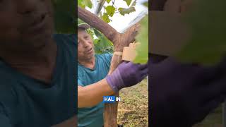 Teknik petani anggur grape farming anggur berkebun foryou viralvideo viralshort [upl. by Enisamoht889]