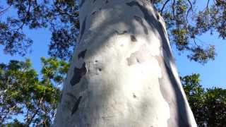 Spotted Gum tree  Corymbia maculata  Eucalyptus maculata HD 01 [upl. by Hasila255]