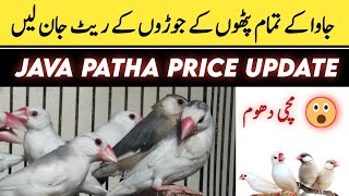 All java patho ke price janlen  All java finch price patha javasparrow [upl. by Marbut825]