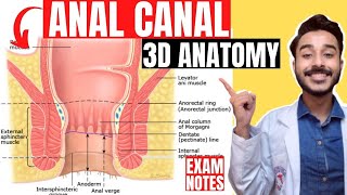 anal canal anatomy 3d  interior of anal canal anatomy  nerve and blood supply of anal canal [upl. by Edithe]