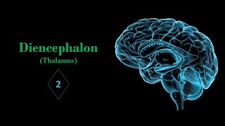 Thalamus Part02 Prof Ashfaqur Rahman [upl. by Ynehteb]