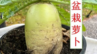 花盆里怎么种出大萝卜？ How to grow white radish in pots [upl. by Kentiga]