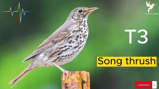 صوت السمن  فعال جدا 2023  السمنة المطربة  المغردة Turdus philomelos Song thrush  صوت رقم 3 [upl. by Stultz703]