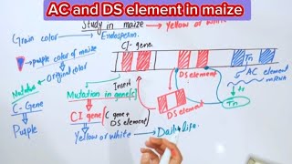 AC and DS element in maizeTransposable elements [upl. by Neliak]