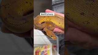 Corn Snake vs Ball Python What Makes A Better Pet 🤔🐍 [upl. by Aihsak]