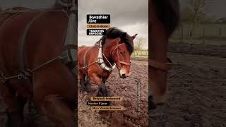 Belgisch trekpaard Hector met Nico Vanderkimpen shorts horse paard agriculture vineyard [upl. by Leilani]