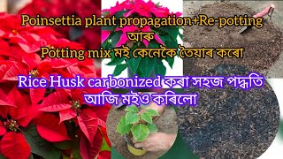 Rice Husk carbonized কৰা সহজ পদ্ধতি  poinsettia plant propagationRepotting and soil mixassamese [upl. by Adlare208]