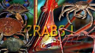 CRABS ONE the perfect animal [upl. by Alberta]