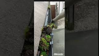 Gutter Cleaning guttering satisfying guttercleaning viral gutterclean [upl. by Animas]