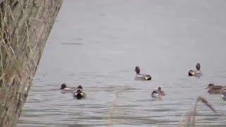 Wintertaling  Eurasian Teal  Sarcelle dhiver  Anas crecca [upl. by Adni]