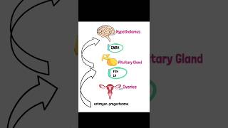 The hypothalamic pituitary ovarian axis medicaleducation mrcgpakt generalpractitioner [upl. by Ewan]