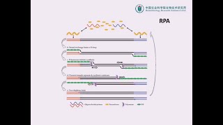 RPA（Recombinase polymerase amplification）等温扩增技术在核酸检测中的应用 [upl. by Amoritta]