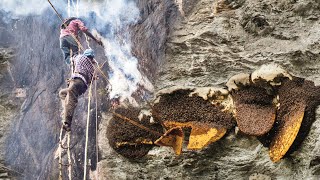 Wild Honey Harvesting on the deap cliff Satisfying [upl. by Inram]